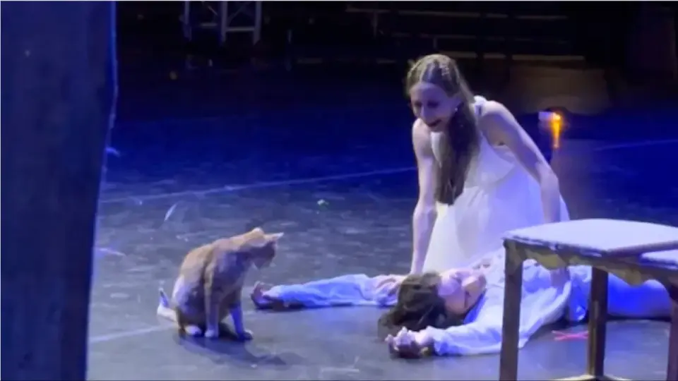 Orange Cat Steals the Spotlight in Romeo and Juliet Ballet Finale