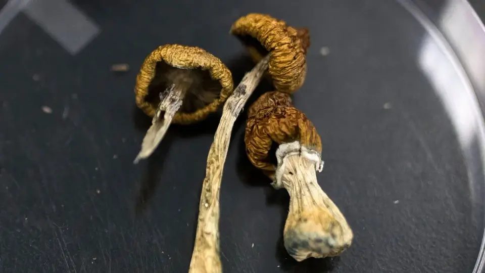 High-Dose Psilocybin Sparks Temporary Functional Gains in Alzheimer's Case
