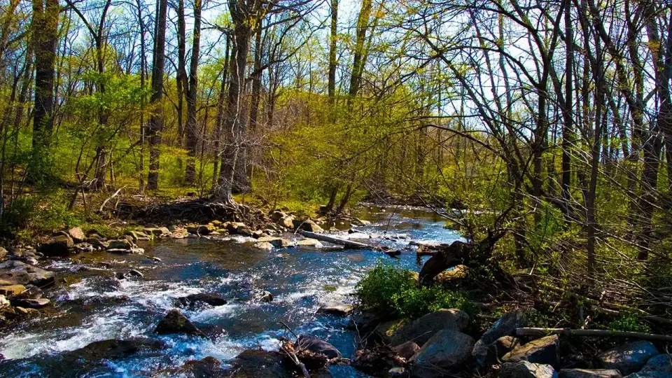 Rabid beavers force partial park closure after two Maryland attacks