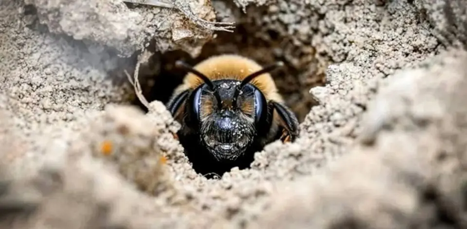 Huge Underground Bee Colony Found Hidden at New York Cemetery