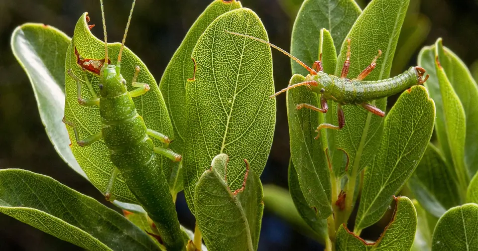 Ecotypes as Genetic Time Capsules: How Local Adaptations Persist Within a Single Species