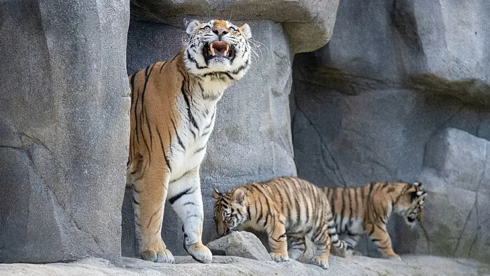 Trump’s viral tiger attack post sparks global outrage and family distress