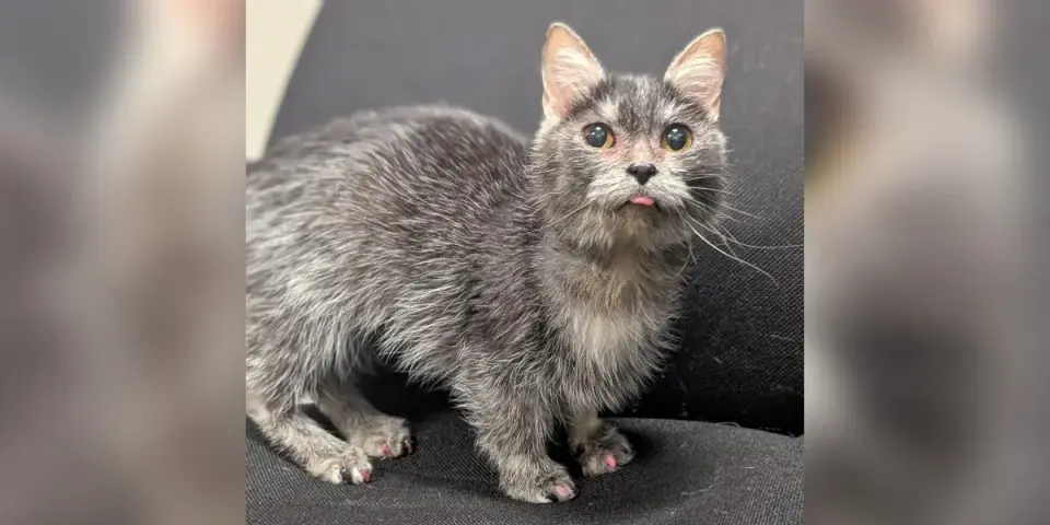 Tiny Munchkin Cat's Health Odyssey Sparks Adoption Hope