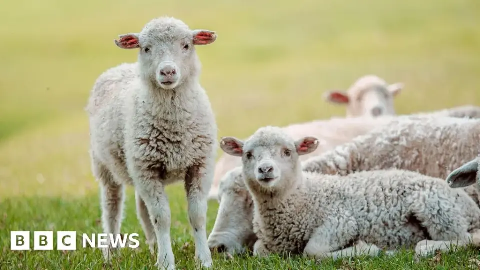 Scotland records two more bluetongue cases as vaccination drive intensifies