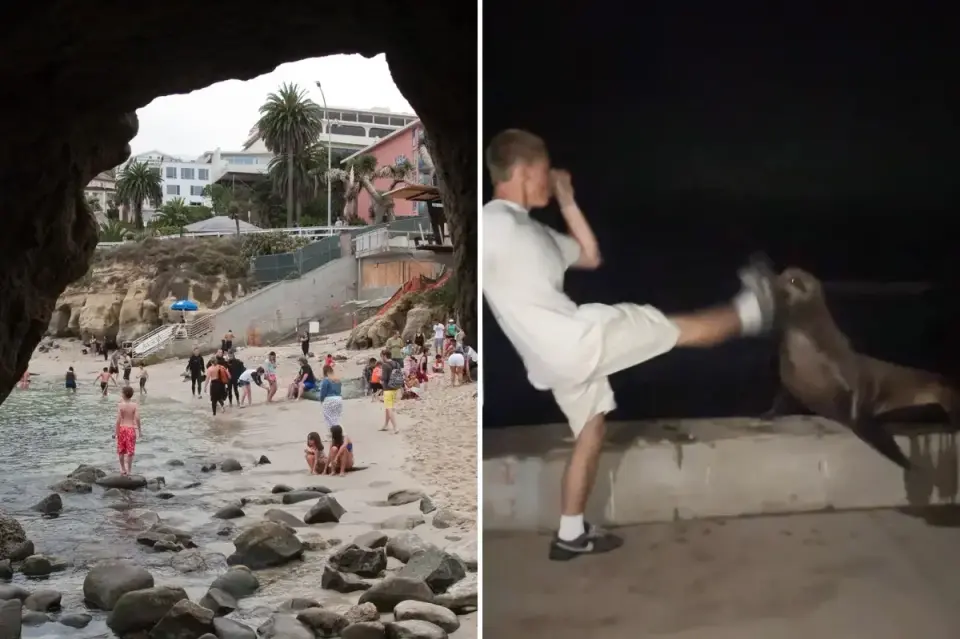 La Jolla Sea Lion Kick Video Sparks Federal Plea