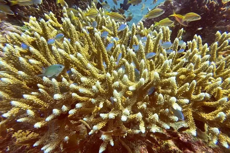 Mapped Resilience: 64,000 Square Miles of Coral Reefs May Weather the Climate Crisis