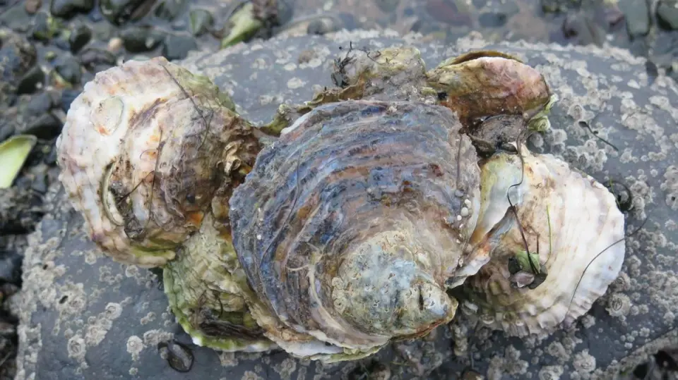 European native oysters spawn up to 2 million larvae and help rebuild UK reefs