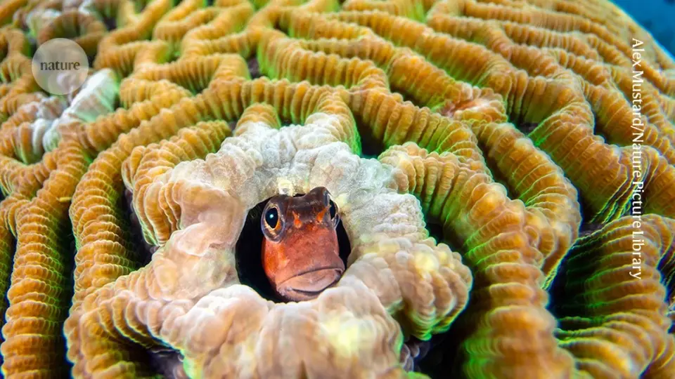Super El Niño Drives Record Coral Bleaching as Scientists Test Acoustic and Microbial Rescue Tactics