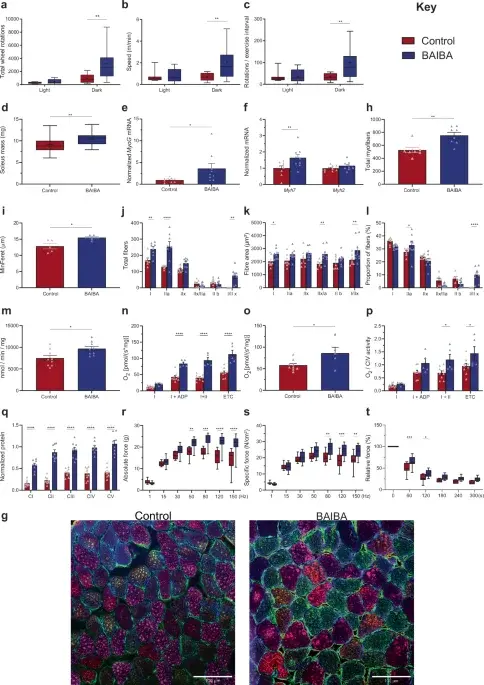 L-BAIBA Identified as Key Exercise Signal for Muscle Adaptation and Diabetes Protection