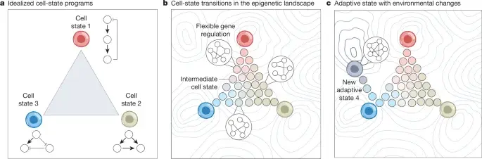 AP-1–driven memory enables adaptive cancer genome regulation