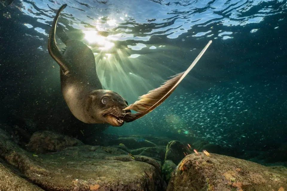 Mold on Bat Guano Wins 2026 European Wildlife Photographer of the Year