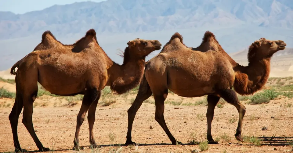 Australia’s feral camels: the world’s clean, coveted breeding stock