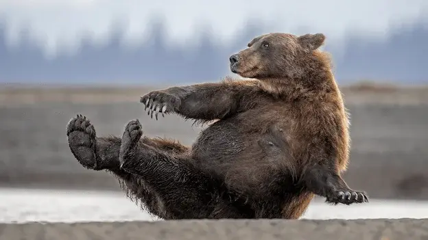 Nikon Comedy Wildlife Awards 2026: 40 finalists selected from record 10,000 global entries