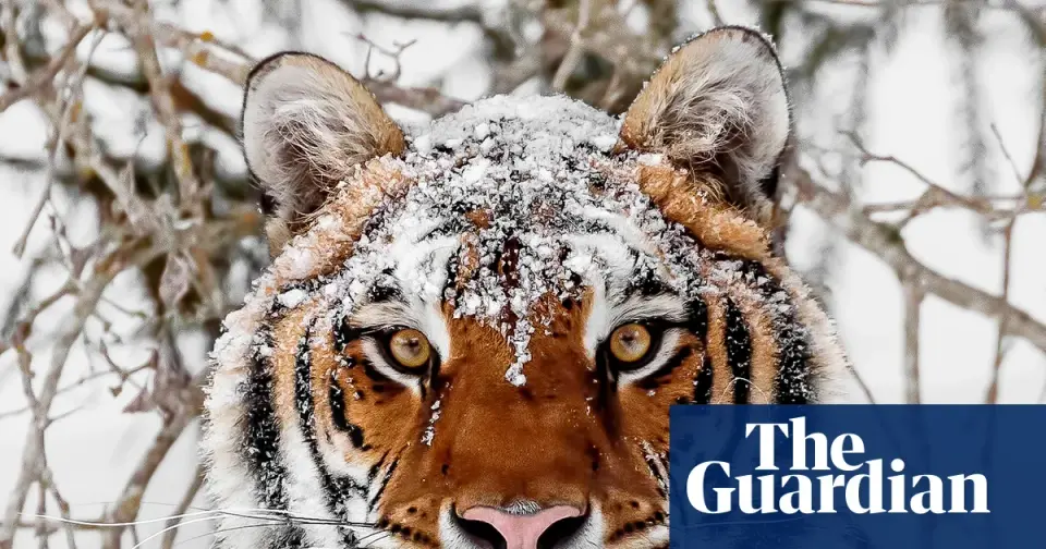 WWF Report: 73% Wildlife Decline Since 1970, Yet Tiger and Turtle Recoveries Offer Hope
