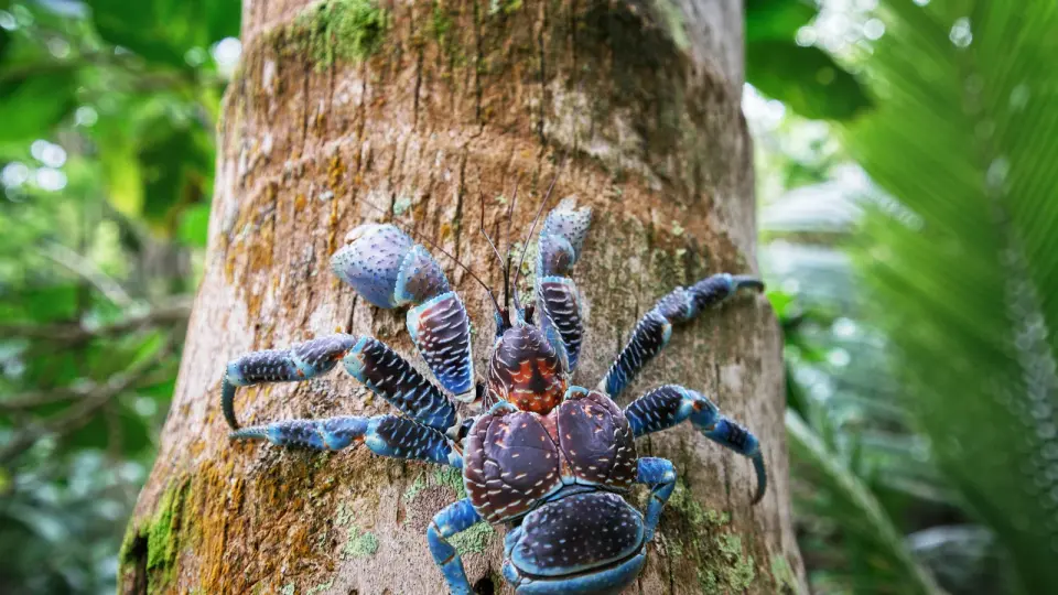 Purdue Expedition Reaches Nikumaroro Amid Debate Over Earhart's Fate and Coconut Crab Threats
