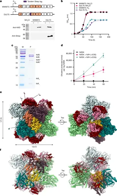 Archaeal Nitrogenase Structure Reveals Energy-Linked Inhibition Mechanism