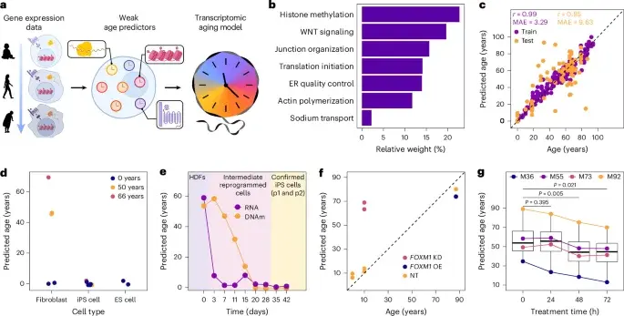 SRSF1 Gene Overexpression Slows Aging in Mice and Rejuvenates Cells Without Erasing Identity