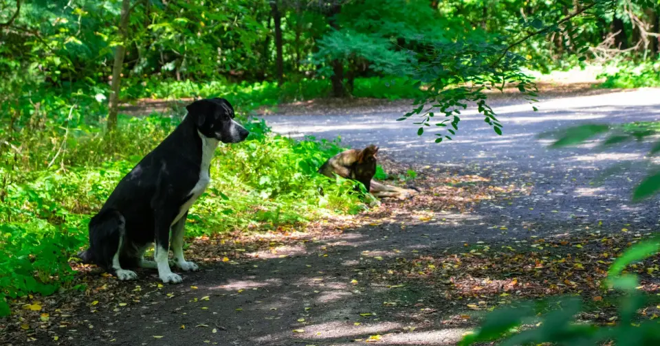 Two Nearby Chernobyl Dog Populations Split Genetically, Yet Radiation-Driven Mutations Aren’t the Cause