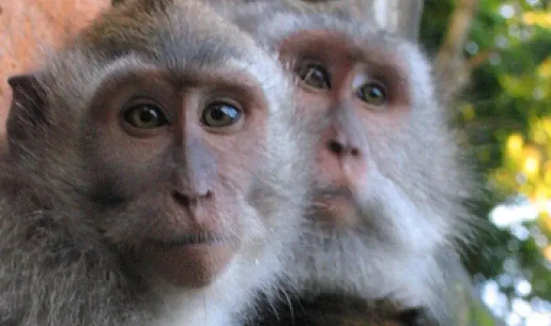Lab hints CWD prions may cross species in primates, but human risk unclear