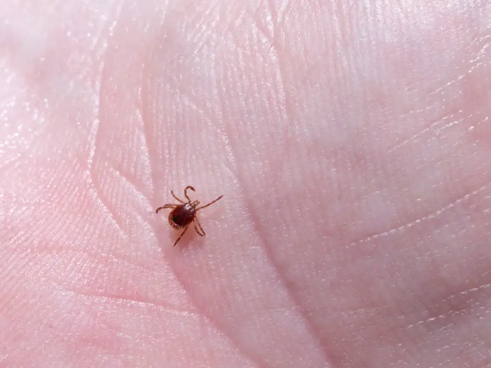 Tick-borne shield: vaccines, antibodies and pills on the horizon