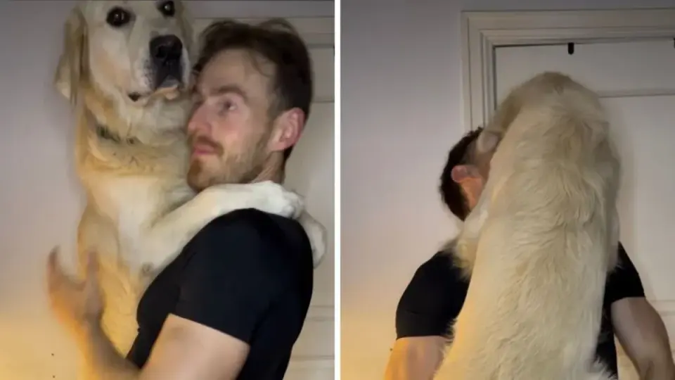 Goose the Golden Retriever Turns Morning Coffee Routine into 32kg Cuddle Workout