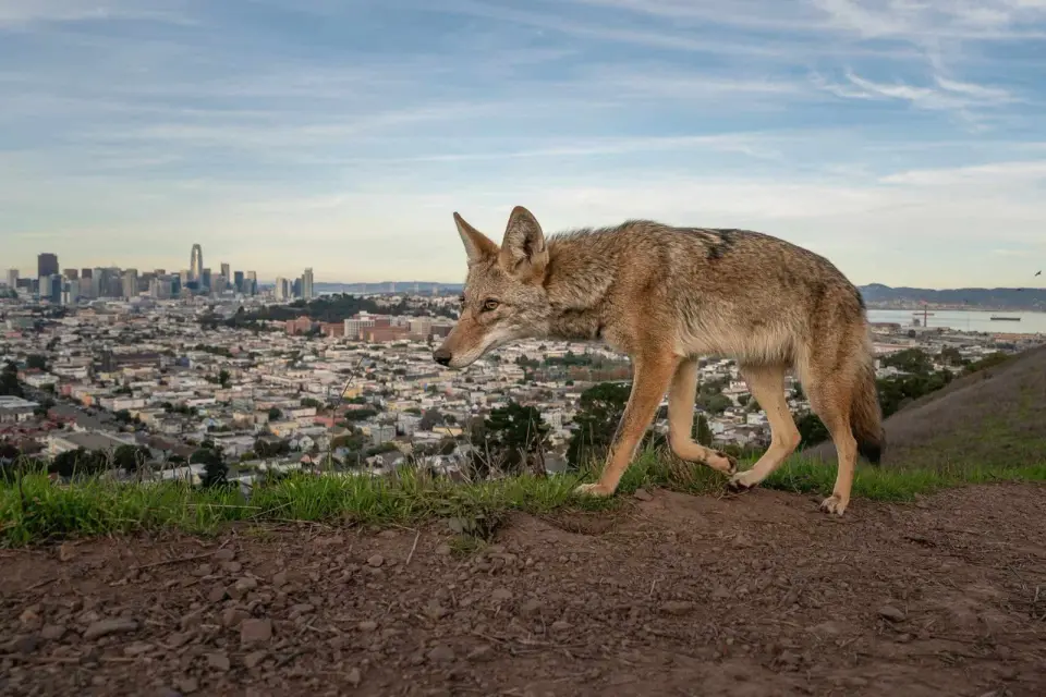 Elephant Grief Photo Tops Record-Breaking 2026 Wildlife Awards