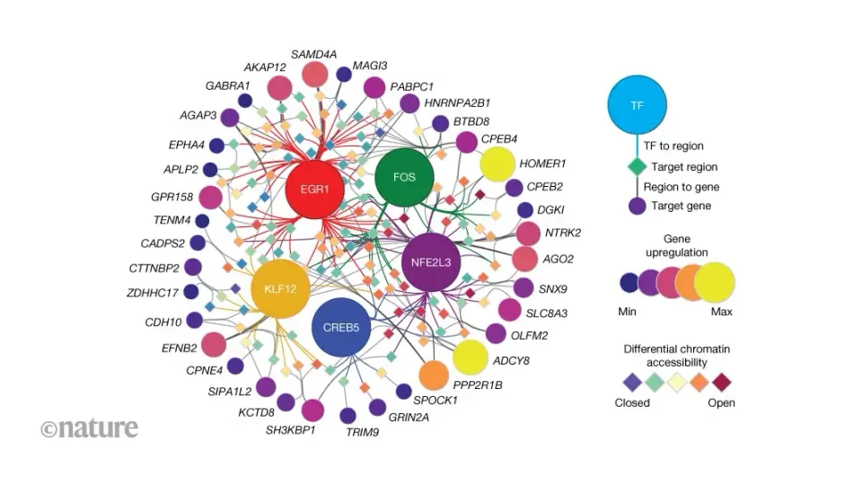 Stimulating the human brain reveals cell-type–specific gene programs in the cortex