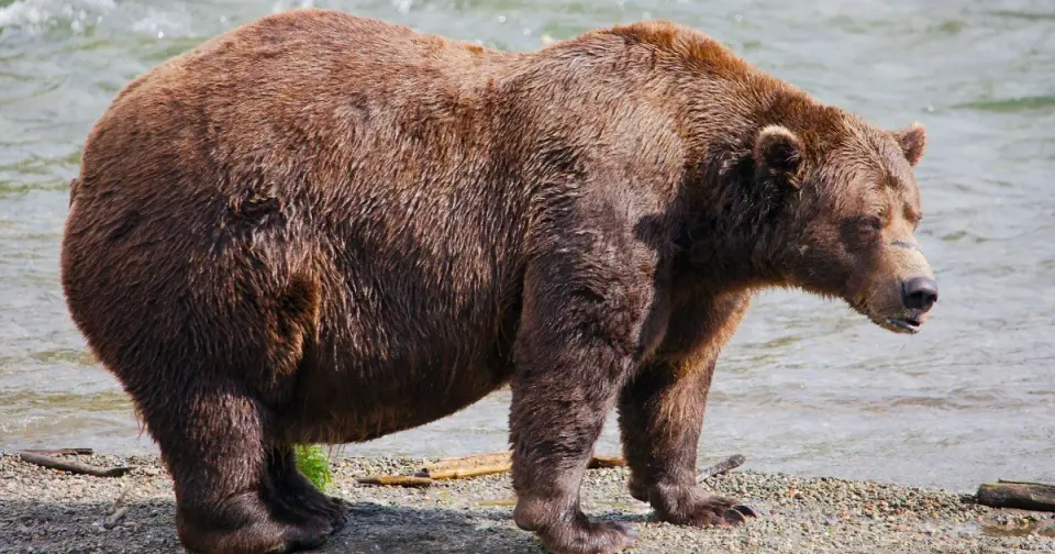 Fat Bear Week 2026: Chunk Defends Title Against New Rival Gully