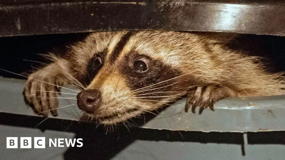 Lexicon Growth: Merriam-Webster Adds 1,400 New Words, From Trash Panda to Cuffing Season