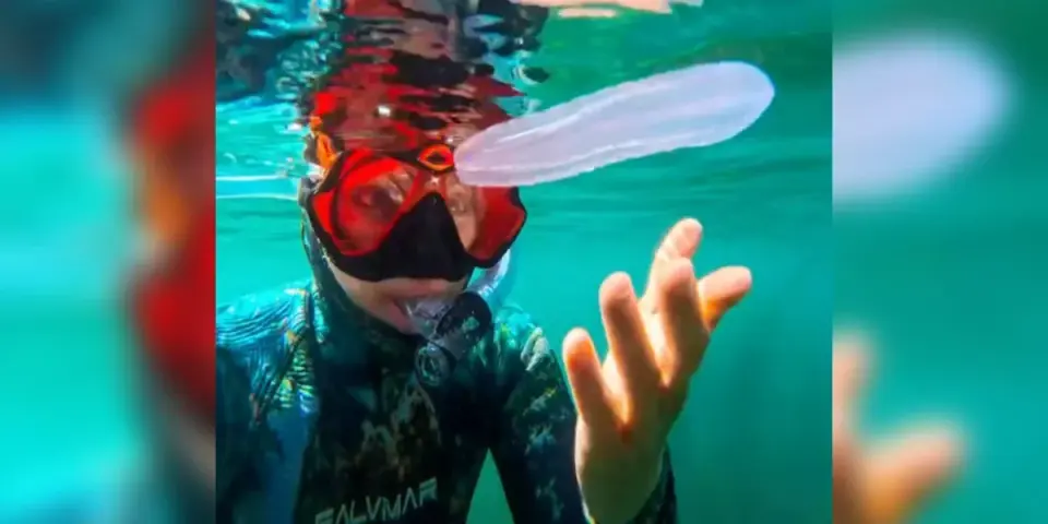 Ancient comb jelly paints the sea with rainbow glow for snorkeler