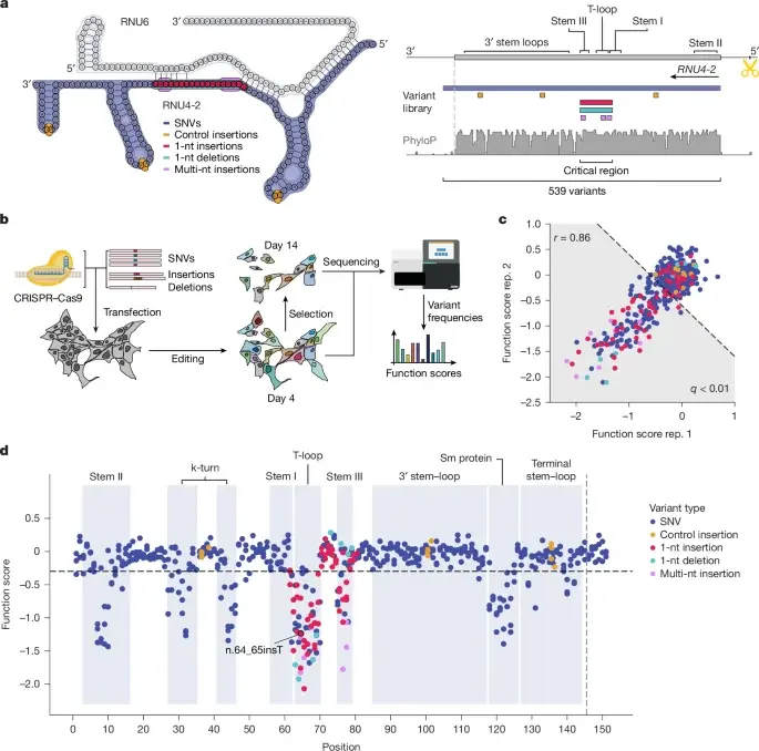 RNU4-2 variant map uncovers two distinct neurodevelopmental disorders