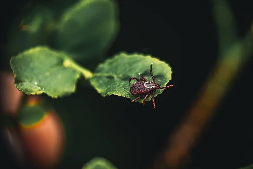 Ten US State Parks Face Highest Tick-Borne Disease Risks