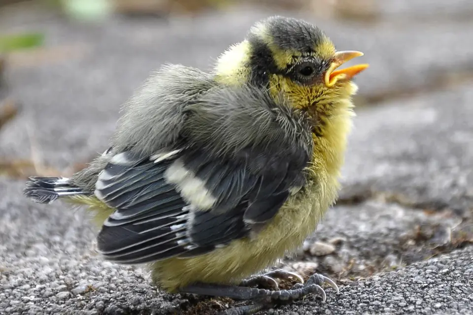 Urban Birds Flee From Women Faster Than From Men