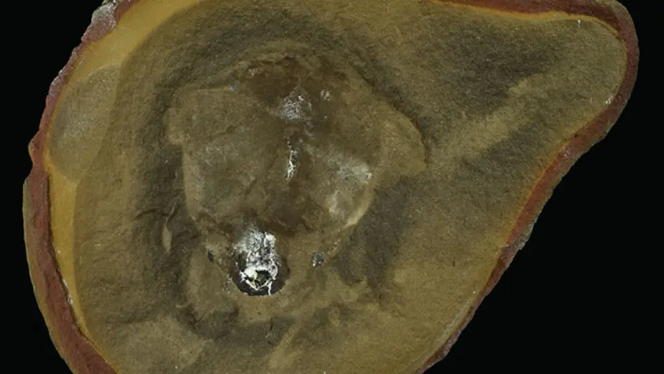 Ancient fossil once hailed as the oldest octopus reclassified as a nautiloid