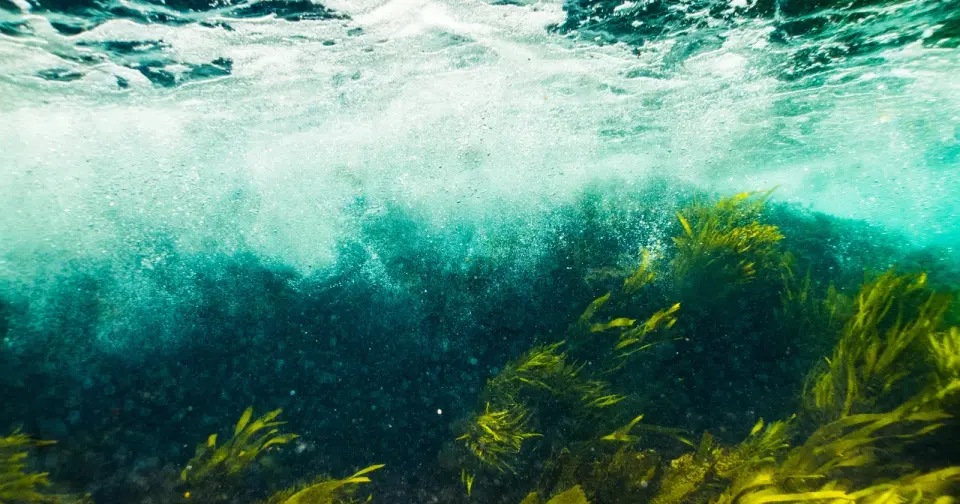 US Radioactive Waste Drums Remain Scattered Across San Francisco Seafloor