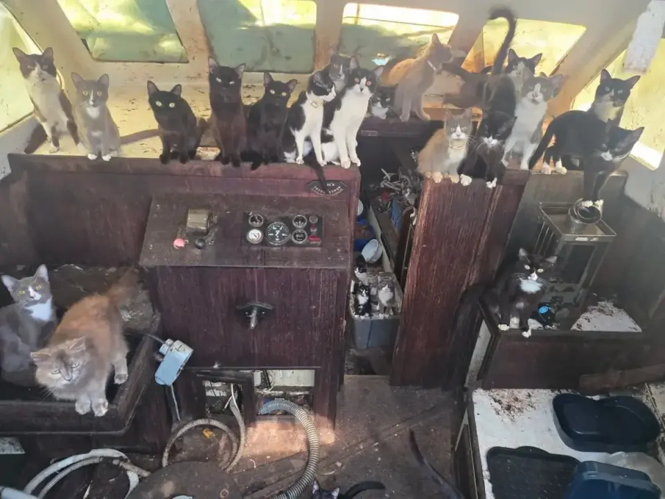 Tacoma Cat Rescue: 60 Cats Saved From Sailboat as Investigation Continues