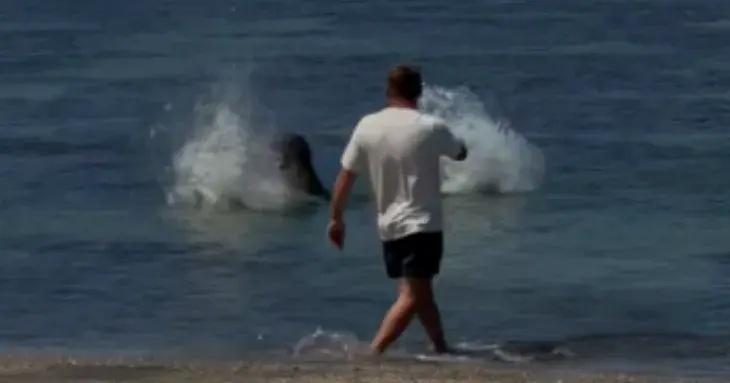Tourist faces federal charges after coconut-sized rock hurled at endangered Hawaiian monk seal