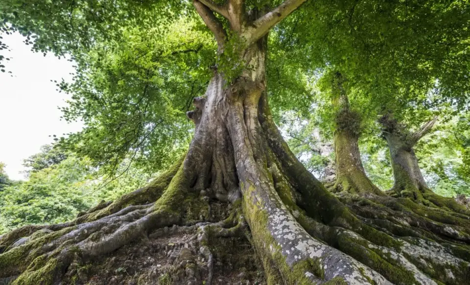Nature’s Filter: Moringa Seeds Pull 98% of Microplastics from Water in Minutes