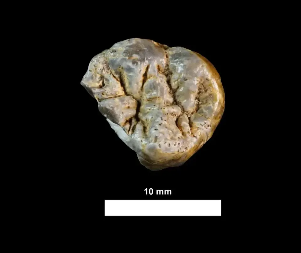 Kenya’s 1.6-million-year-old bones reveal planned meat processing by early humans
