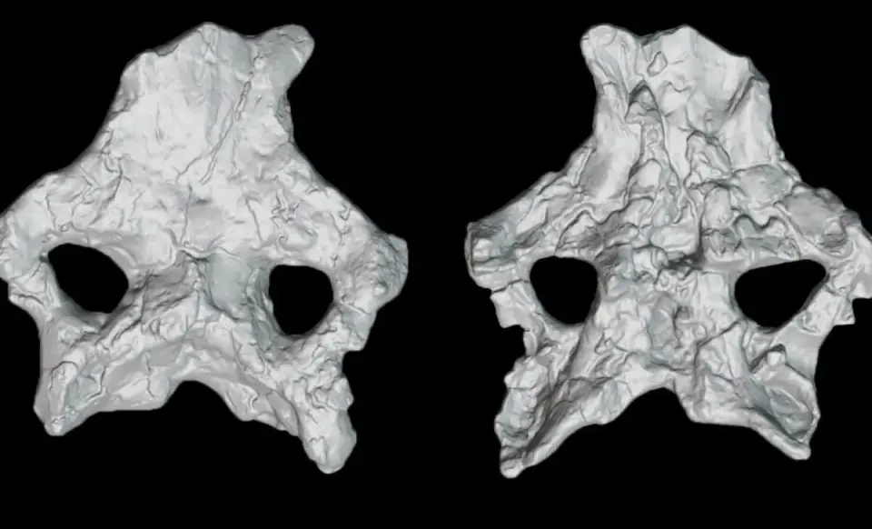 Spain’s Intact Stegosaur Skull Forces a New Dawn in Dinosaur Evolution
