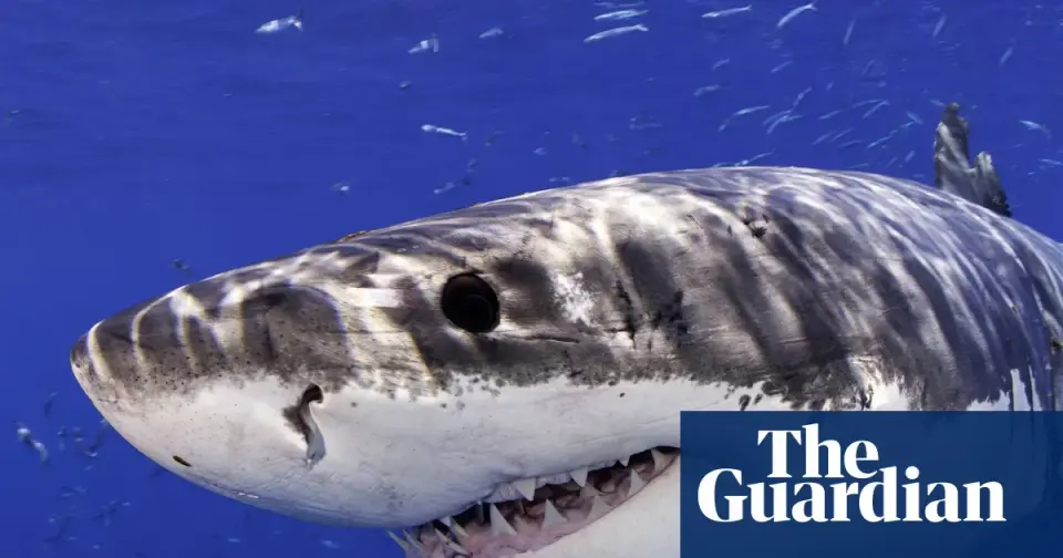 Great White Shark Breach and Five-Shark Sighting Prompt Advisory at California’s Marina State Beach