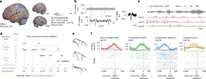 Neurons Map the Cellular Grammar of Human Language