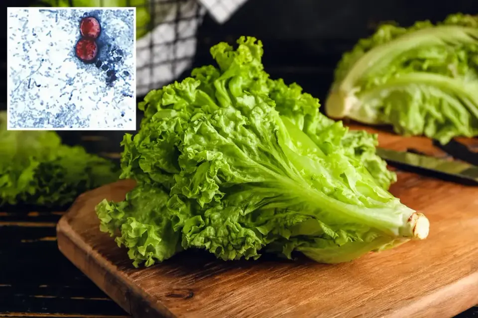 FDA Confirms Cyclospora at Mexican Lettuce Farm, Closing Record-Breaking Outbreak Investigation
