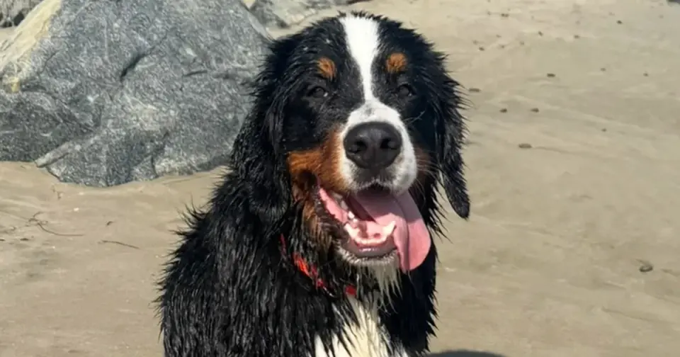 Gallagher Introduces 'Dunkin's Law' to Create Federal Civil Remedies for Negligent Pet Care