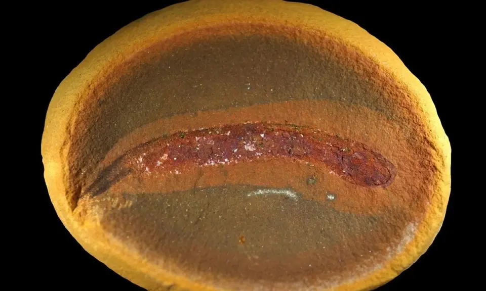 Tiny hatchlings rewrite the century-old tetrapod origin story
