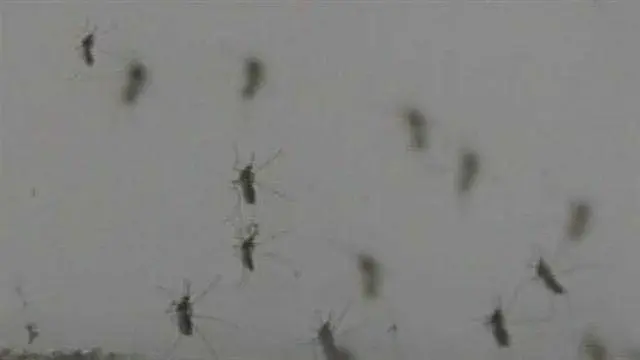 Forsyth County Confirms First Human West Nile Virus Case of 2026
