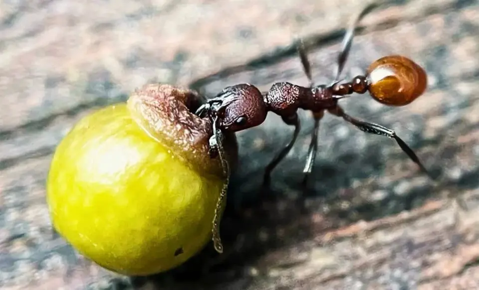 Backyard Clue Reveals Wasps Hijacking Ants to Move Oak Galls