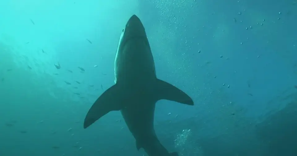 Orcas Tied to South Africa's Vanishing Great White Sharks, Stirring Conservation Debate