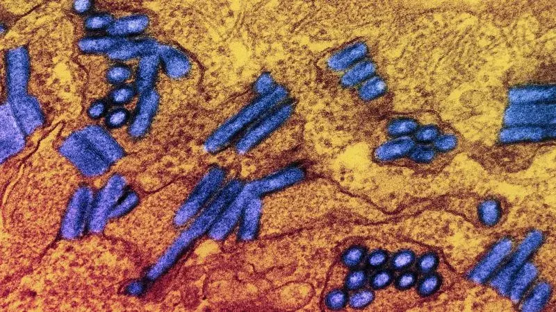 NC Health Officials Trace Rabies Exposure to Skunk Bite at Traveling Petting Zoo