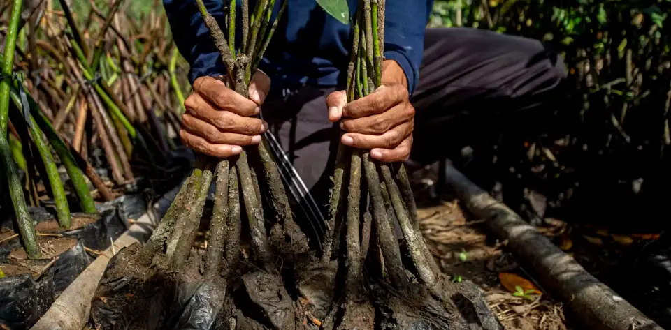 Mangroves Stage a Global Comeback, Shielding Coasts and Climate